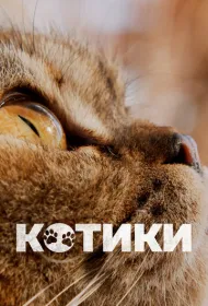 Котики