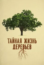 Деревья: гении мира природы