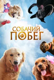 Собачий побег