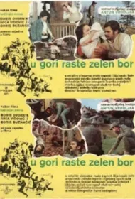 На горе растет зеленая сосна